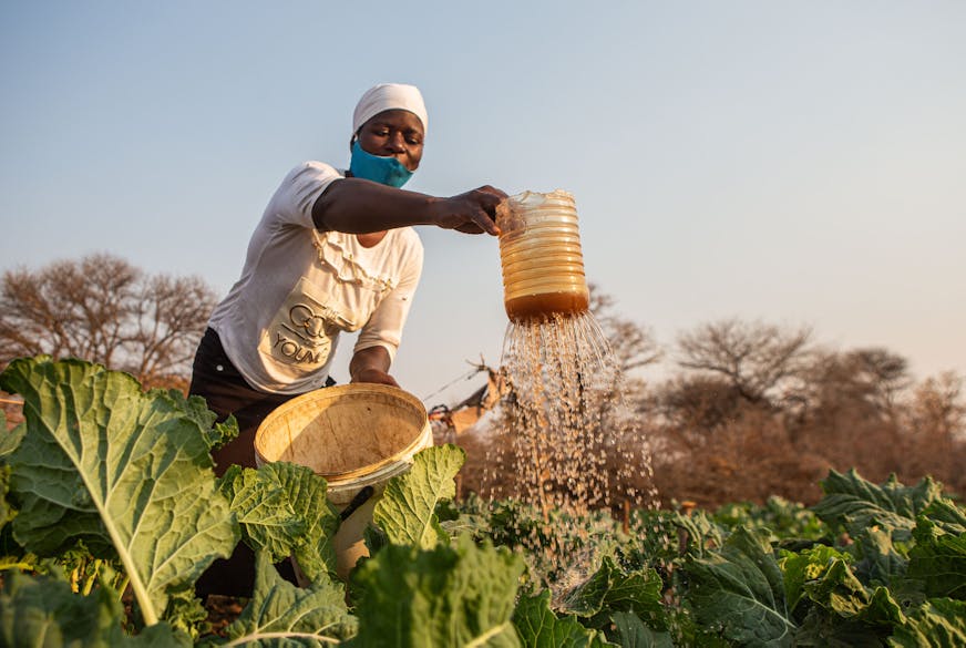 DRA Zimbabwe Joint Repsonse Loveness Mhlanga bewatert de gewassen in de moestuin