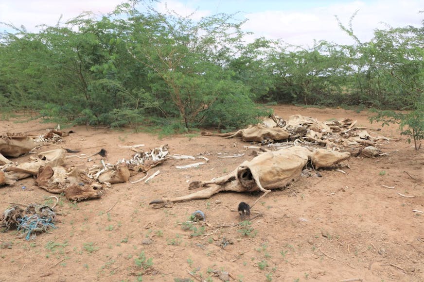 Overleden koeien door droogte en honger
