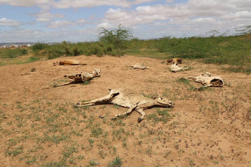 Overleden koeien door droogte en honger