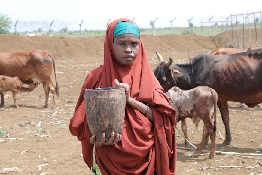 Meisje houdt melk vast van de uitgehongerde koeien