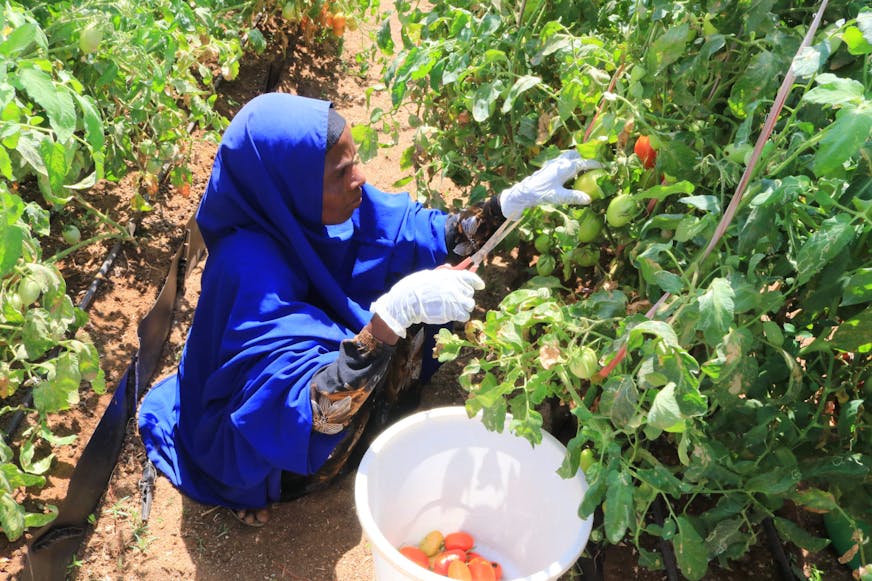 Dankzij het 'Smart Farming' programma van SOS Kinderdorpen groeien er weer tomaten